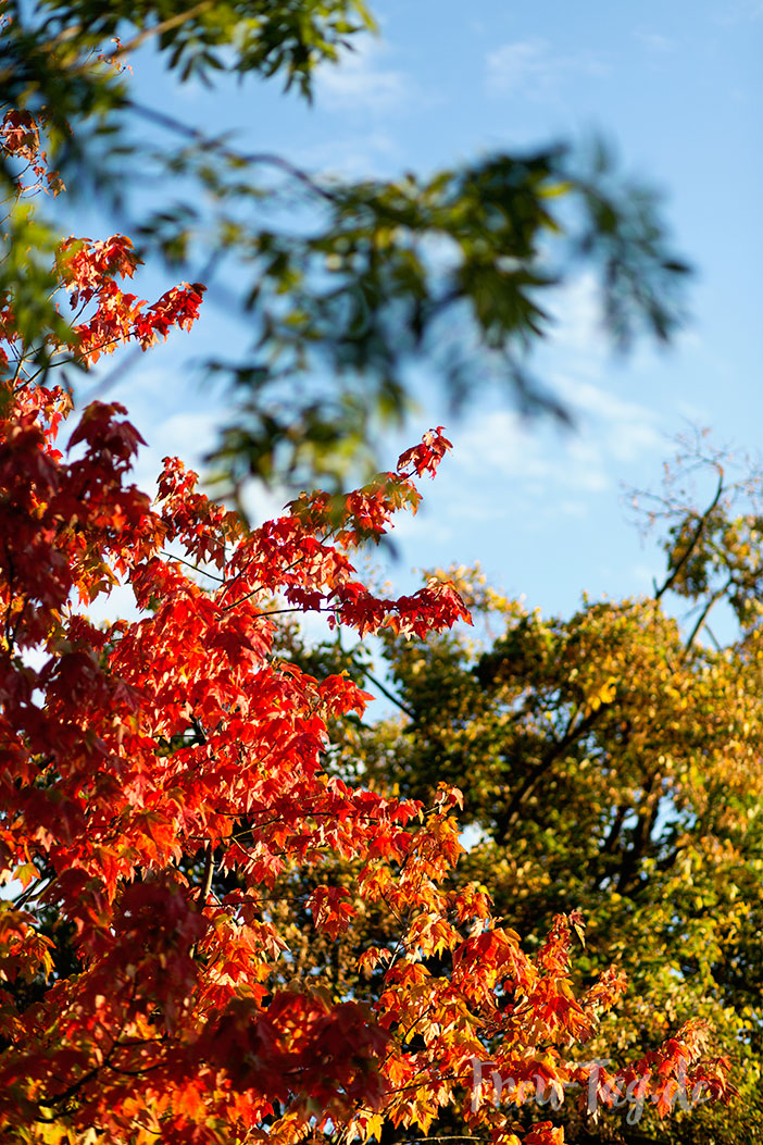 Berliner Herbst